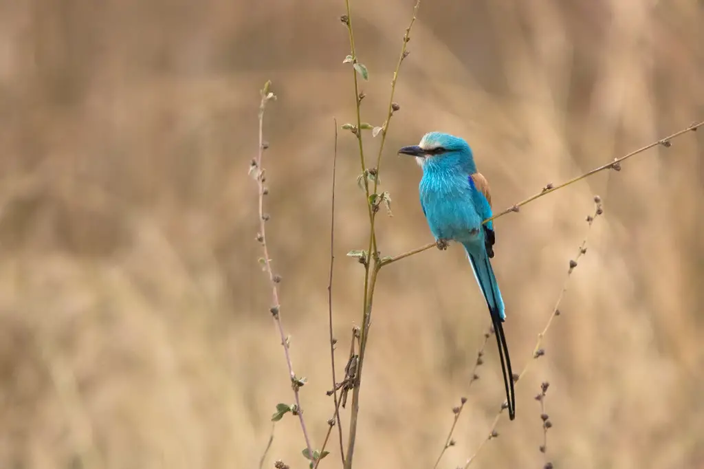 Abyssinian Roller