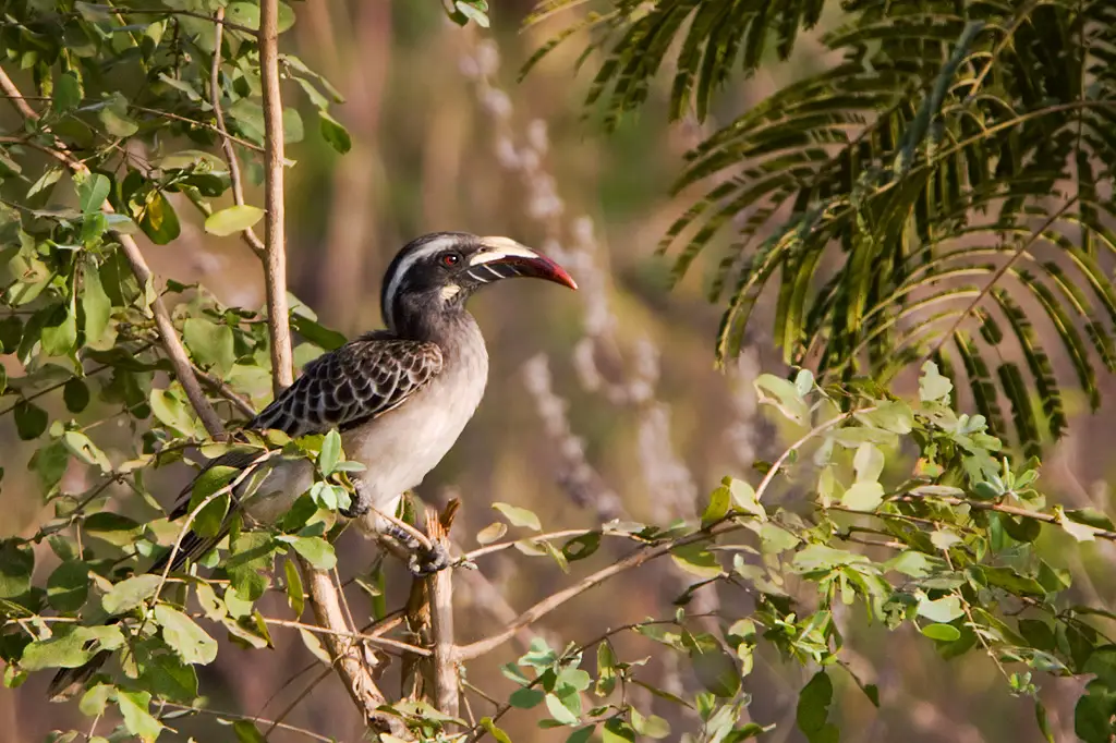 African Grey Hornbill