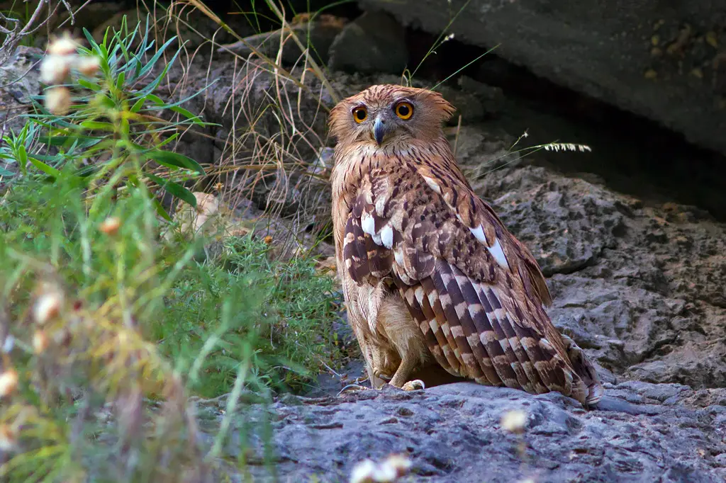 Western Brown Fish Owl