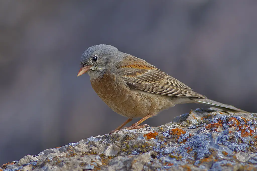 Grey-necked Bunting (Emberiza buchanani) - Ishak Pasha Palace