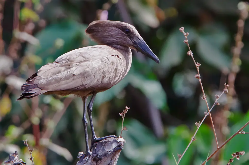 Hamerkop