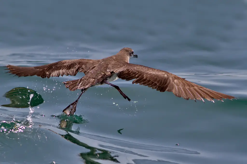 Persian Shearwater (Puffinus persicus) - offshore, Mughsayl