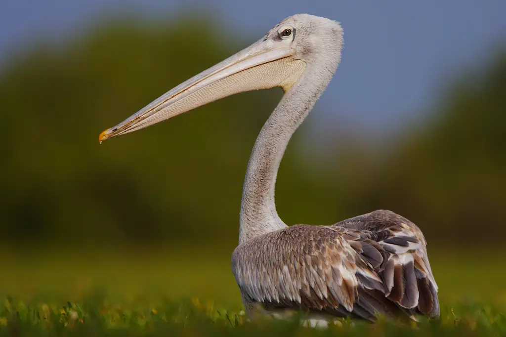 Pink-backed Pelican