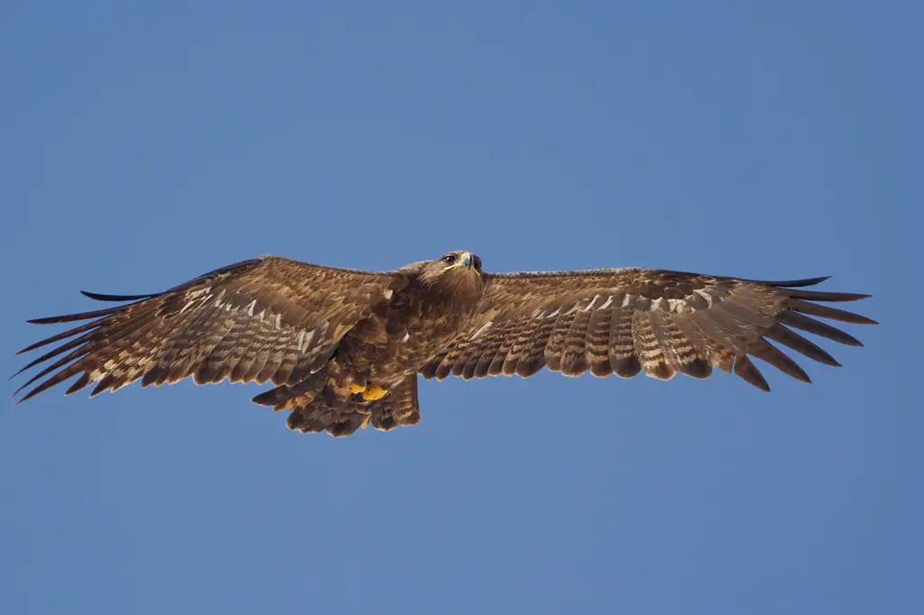 Steppe Eagle (Aquila nipalensis) - Raysut