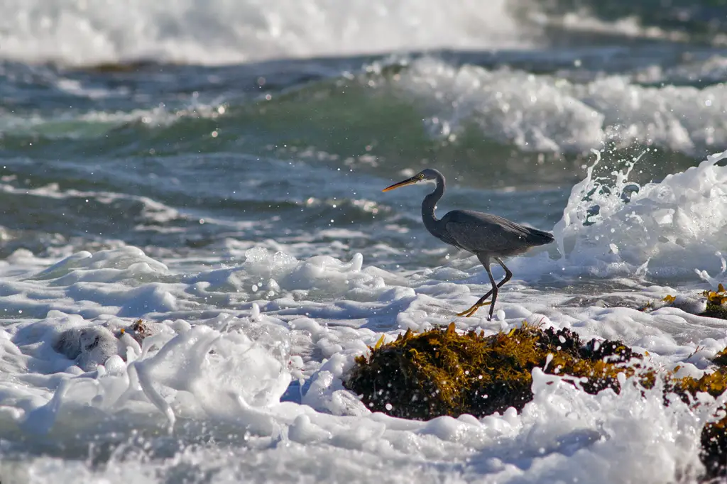 Western Reef Heron
