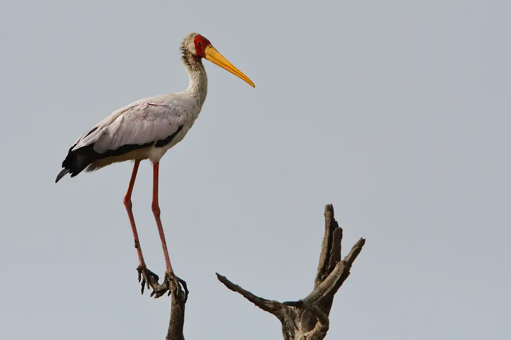 Yellow-billed Stork
