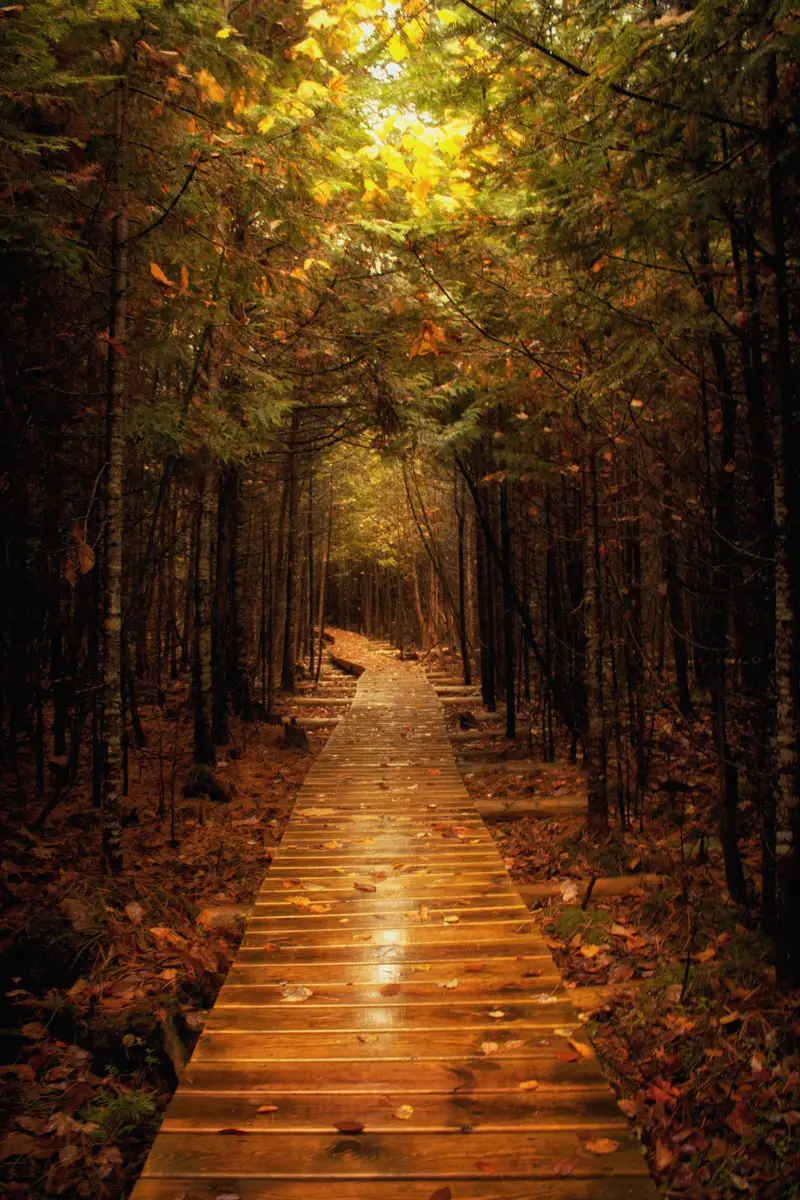 By Jeffrey Walker I'm going to have to go with this one because it is something I never expected I would see and didn't plan on making a stop at this nature preserve that I didn't know existed until I saw a sign for it while travelling Michigan's Tunnel of Trees. When I saw the how the light and shadow created a magical tunnel along this section (especially that near perfect arch at the end), I just had to capture it.