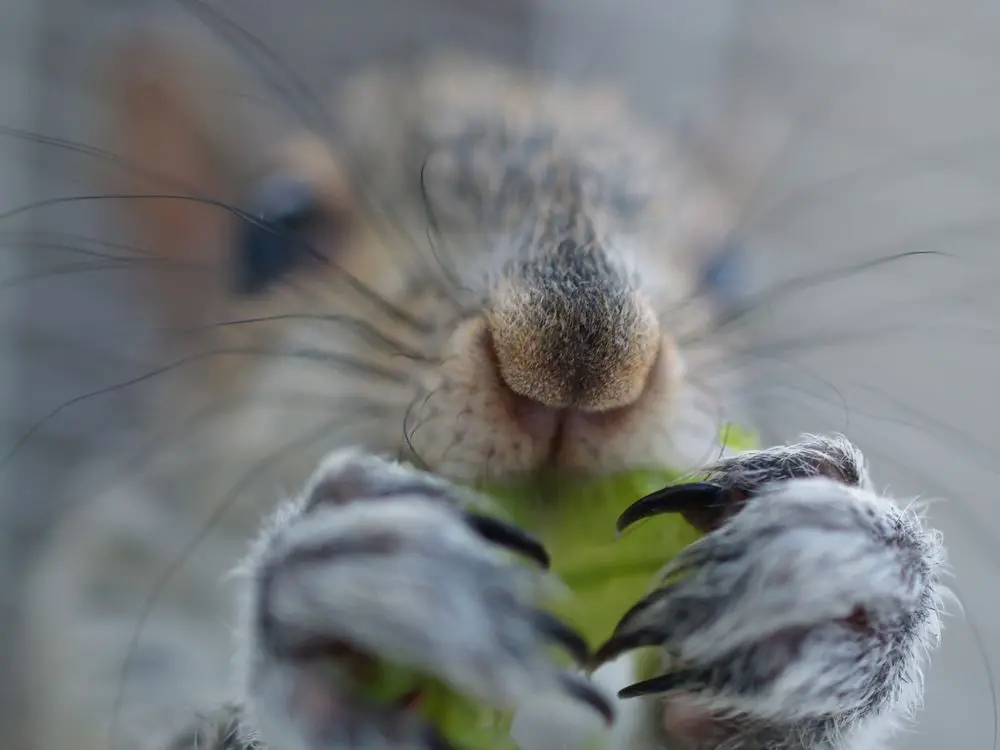 A Squirrel Named Gus Photograph by Sarah Reed,